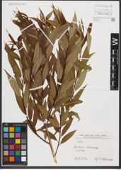 Foto von Salix L.